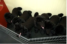 CPR_Dogs