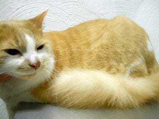 Hank After