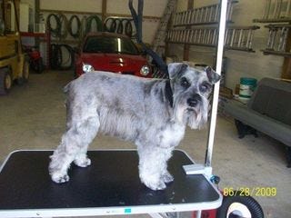 NattheSchnauzerAfter