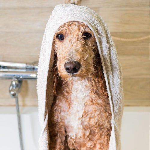 Pet Groom Communication: Asking the Right Questions