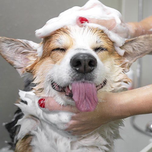 Ready, Set, Groom: The Importance of Pet Prep Work