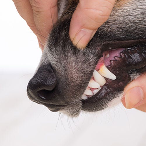 Don’t Touch! Recognizing Discomfort in Dogs During Grooming