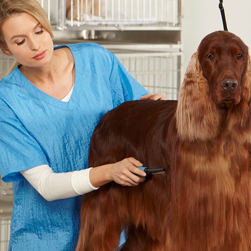 Fuzz Busters: How to Remove Spay Coat and Fluffy Fur in Dogs