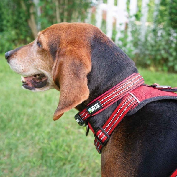 Dog Collars