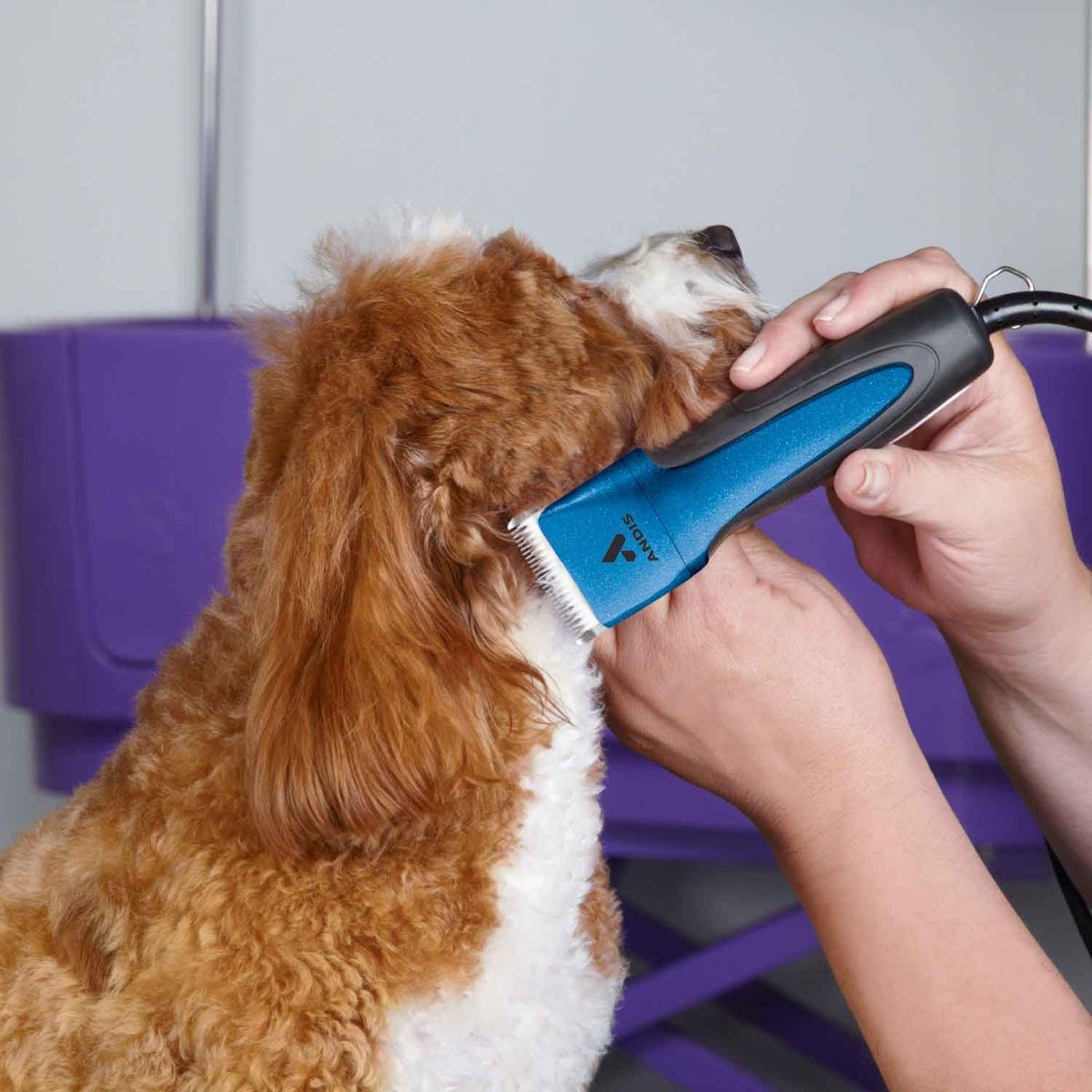 Andis excel hotsell dog clippers